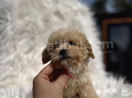 Teacup Maltipoo görsel