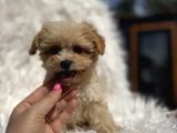 Teacup Maltipoo