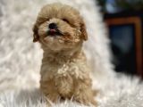 Teacup Maltipoo