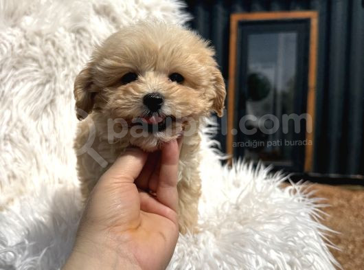 Teacup Maltipoo görsel