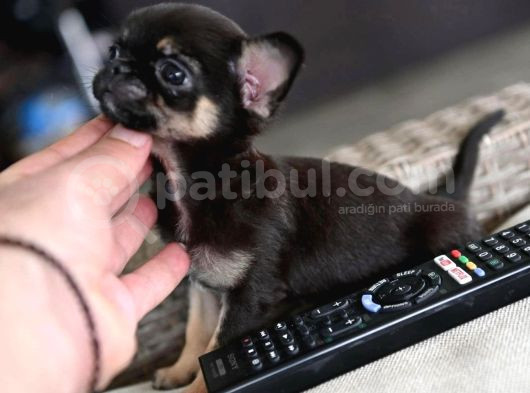 Xxs Safkan Chihuahua Yavrular Wc Eği̇ti̇mli̇ görsel