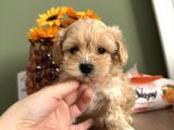 Bebek Surat Maltipoo