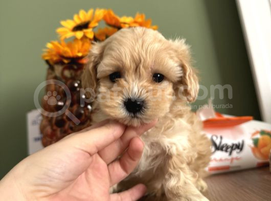 Bebek Surat Maltipoo görsel