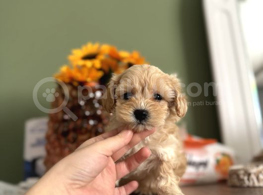 Bebek Surat Maltipoo görsel