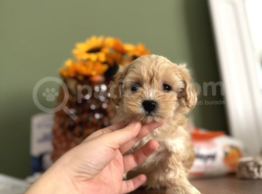 Bebek Surat Maltipoo