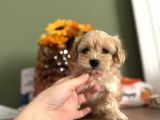 Bebek Surat Maltipoo