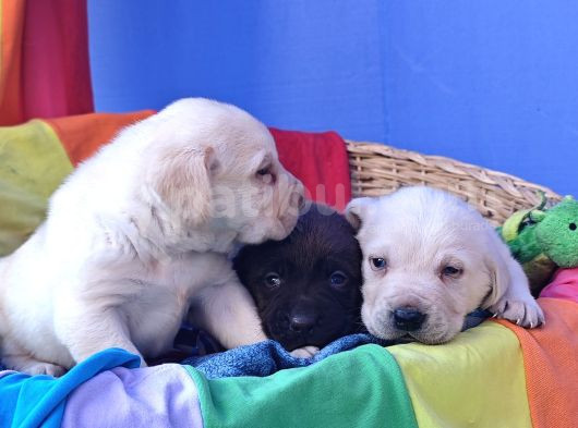 Süper Krem Ve Çi̇kolata Labrador Yavrular görsel