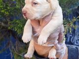 Süper Krem Ve Çi̇kolata Labrador Yavrular