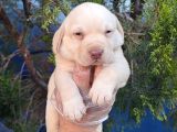 Süper Krem Ve Çi̇kolata Labrador Yavrular