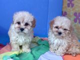 A KALİTE GERÇEK VE ORJİNAL MALTİPOO YAVRULAR