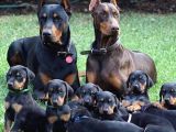DOBERMAN YAVRUSU IRK GARANTİLİ KİNG