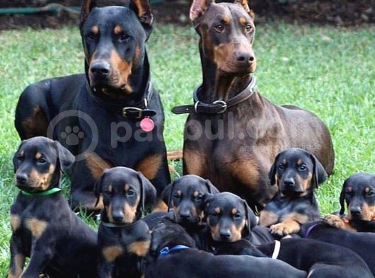 Doberman Yavrusu Irk Garanti̇li̇ Ki̇ng