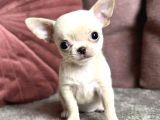 Orji̇nal Teacup Chi̇vava