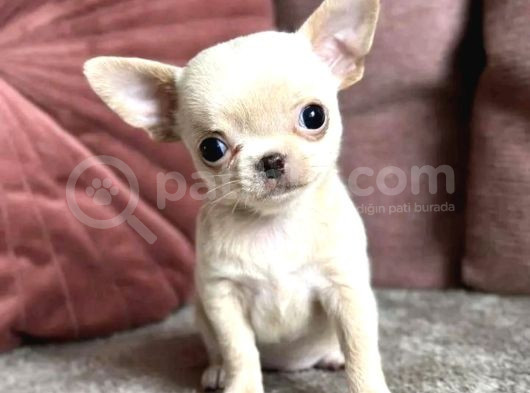 Orji̇nal Teacup Chi̇vava görsel
