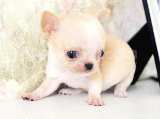 Orji̇nal Teacup Chi̇vava