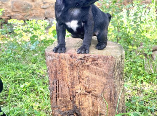 Pug Mops Yavrularimiz görsel
