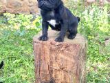 Pug Mops Yavrularimiz