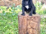 PUG MOPS YAVRULARIMIZ