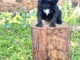 Pug Mops Yavrularimiz