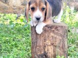 Beagle Yavrularimiz