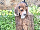 BEAGLE YAVRULARIMIZ