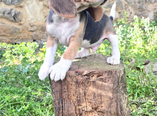 Beagle Yavrularimiz görsel