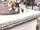 Beagle Yavrularimiz