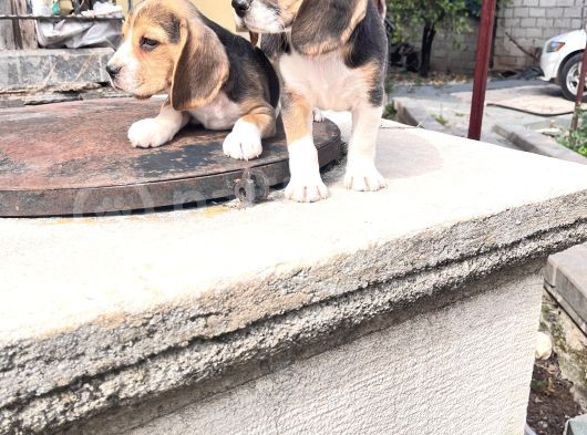 Beagle Yavrularimiz görsel