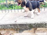 Beagle Yavrularimiz