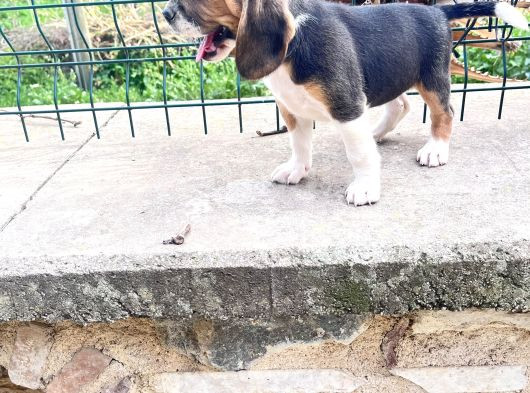 Beagle Yavrularimiz görsel