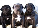 Dev Cane Corsa Yavrulari Ankara