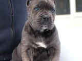 DEV CANE CORSA YAVRULARI ANKARA