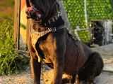 Dev Cane Corsa Yavrulari Ankara