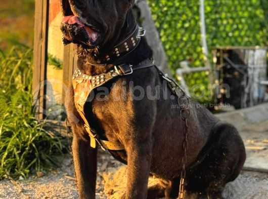 Dev Cane Corsa Yavrulari Ankara görsel