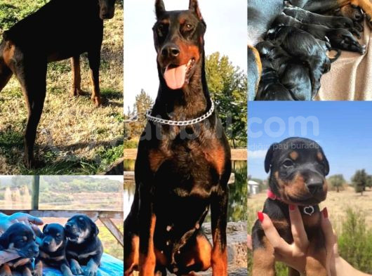 Doberman Yavrusu Irk Garanti̇li̇ Ki̇ng görsel