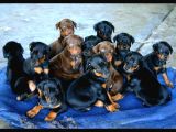 Doberman Yavrusu Irk Garanti̇li̇ Ki̇ng