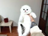 VONALP PET GARANTİLİ SCOTTİSHFOLD YAVRULARIMIZ