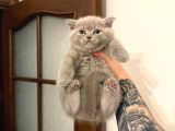 BRİTİSH SHORTHAİR YAVRULARI VOANLP PET GARANTISIYLE