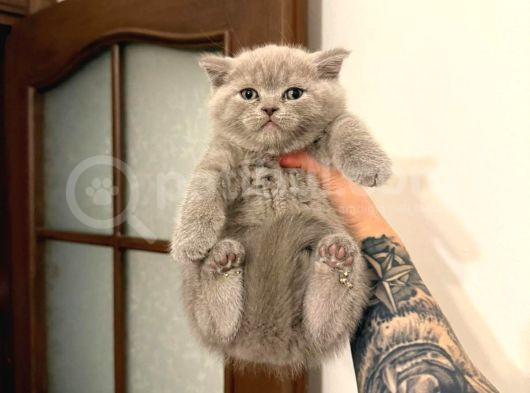 Bri̇ti̇sh Shorthai̇r Yavrulari Voanlp Pet Garantisiyle