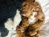 Mini Toy Poodle Erkek Yavru 45Günlük