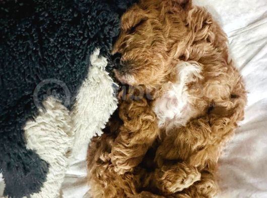 Mini Toy Poodle Erkek Yavru 45Günlük görsel