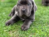 Üst düzey blue cane corsolar