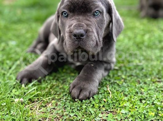 Üst Düzey Blue Cane Corsolar