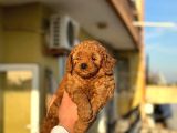 Red Toy Poodle Bebeklerimiz
