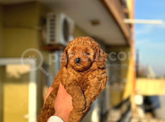 Red Toy Poodle Bebeklerimiz görsel