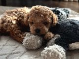 Mini Toy Poodle Erkek Yavru 45Günlük