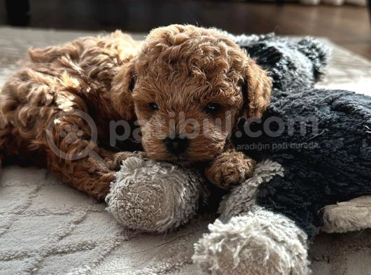 Mini Toy Poodle Erkek Yavru 45Günlük görsel