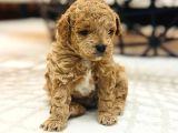 Mini toy poodle Erkek yavru 45günlük