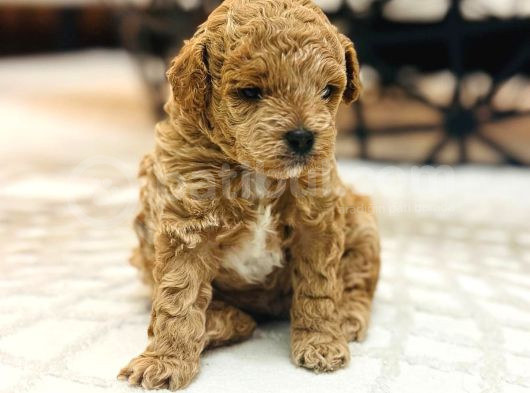 Mini Toy Poodle Erkek Yavru 45Günlük