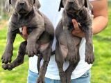 Üst Düzey Blue Cane Corsolar